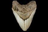 Bargain, Fossil Megalodon Tooth - North Carolina #158191-1